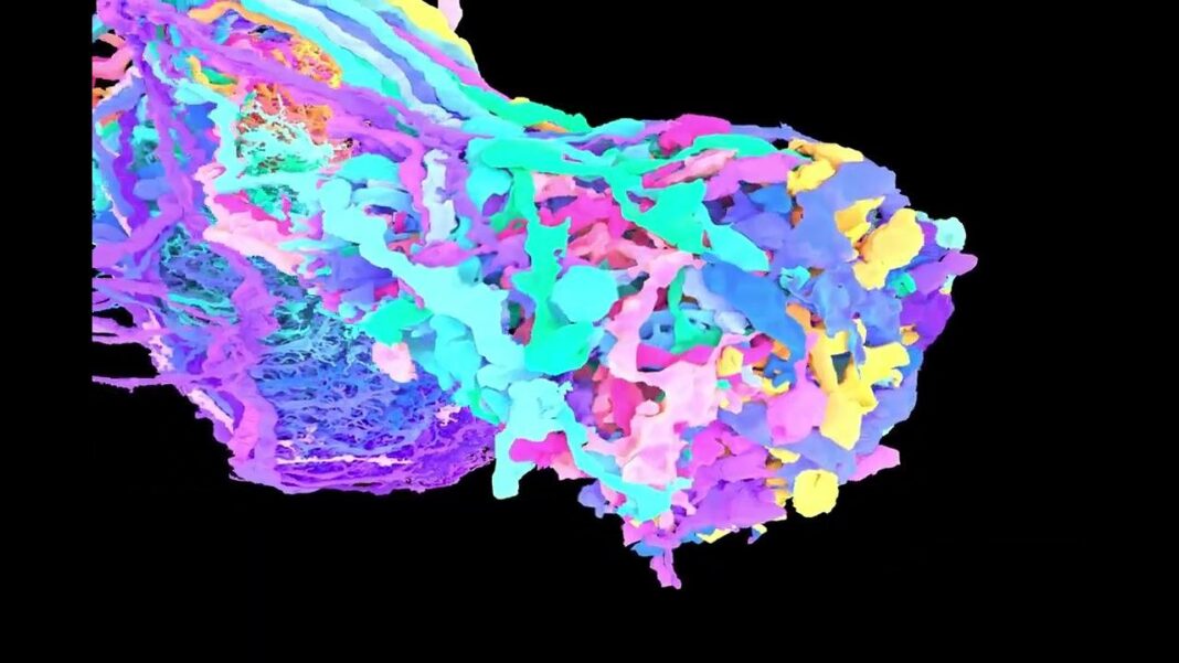 Il futuro della neuroscienza: esplorando il connettoma cerebrale del cervello fetale