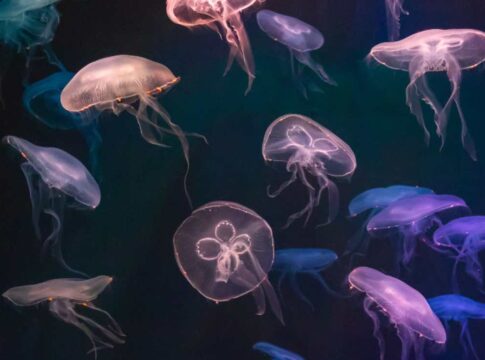 Meduse cibernetiche: come la scienza sta trasformando le creature marine in cyborg per svelare i misteri degli oceani